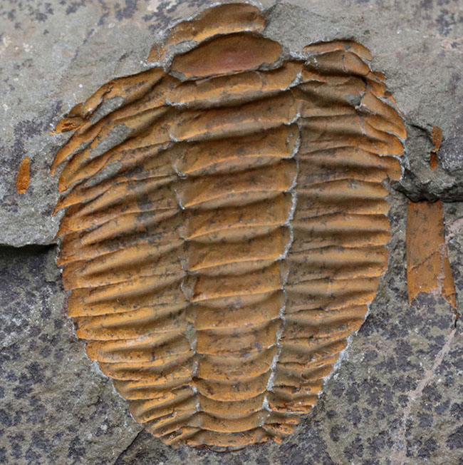 ネガポジ揃った、最初期（カンブリア紀）の三葉虫、パラドキシデス（Paradoxides）の化石（その9）