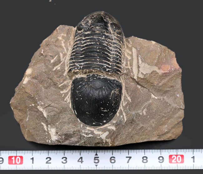 通常より一回り大きい8センチ級!モロッコ産のデボン紀の三葉虫、パラレジュルス(その11)