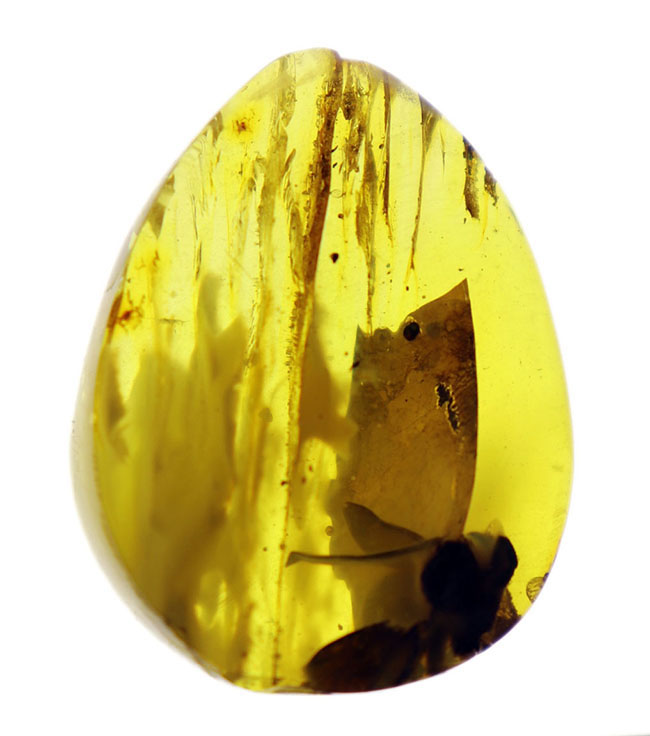 光をあてると白から黒に変化する箇所あり!バルト海産の琥珀(Amber)ドロップ型のカボション(その1)