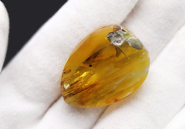 光をあてると白から黒に変化する箇所あり！バルト海産の琥珀（Amber）ドロップ型のカボション（その5）