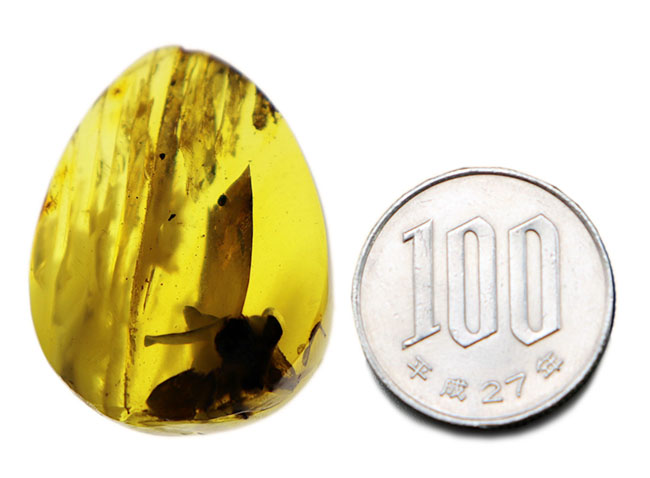 光をあてると白から黒に変化する箇所あり!バルト海産の琥珀(Amber)ドロップ型のカボション(その9)