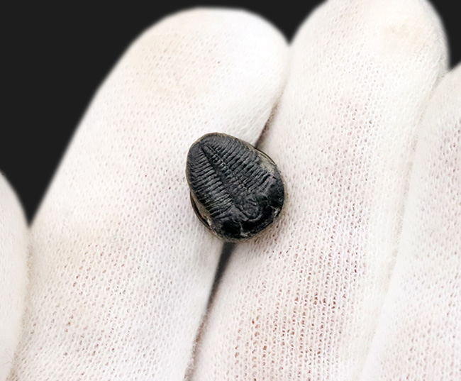 三葉虫　エルラシア　レッド　希少　極美麗 三葉虫 エルラシア レッド 希少 極美麗 - メルカリ
