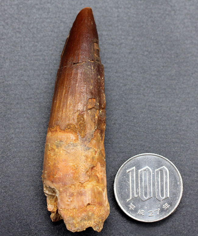 プレゼントにいかが?いかにも典型的なスピノサウルス(Spinosaurus)の歯化石(その7)