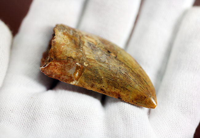 今後、コレクション価値の上昇が見込まれるカルカロドントサウルス歯