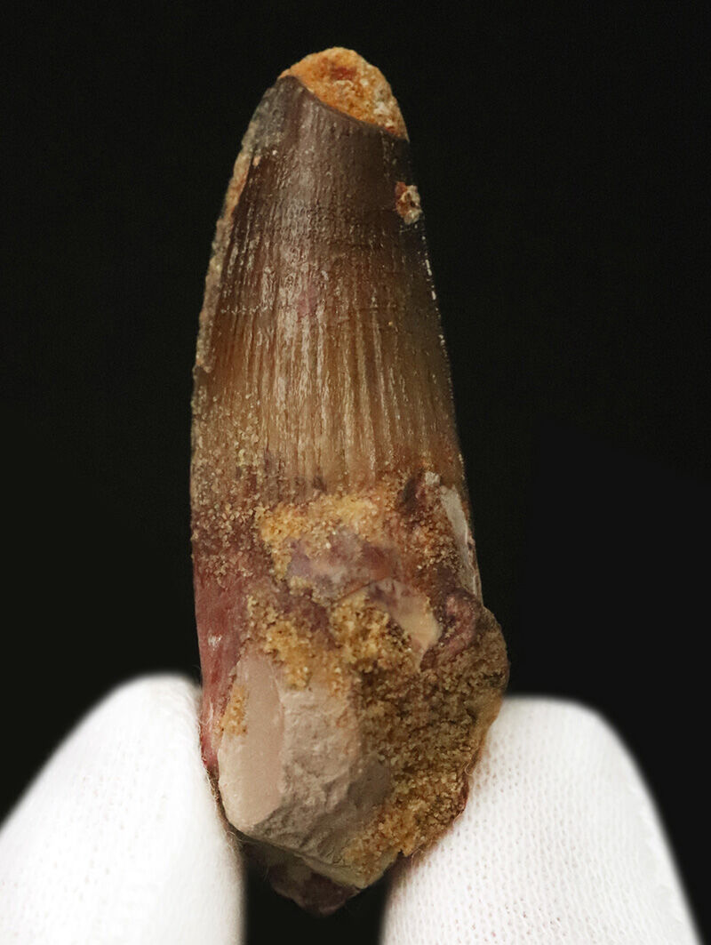 白亜紀・緑のサハラを統べた水の王者、スピノサウルス（Spinosaurus）の歯化石（その1）