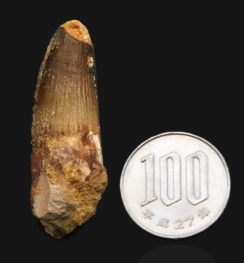白亜紀・緑のサハラを統べた水の王者、スピノサウルス（Spinosaurus）の歯化石（その10）