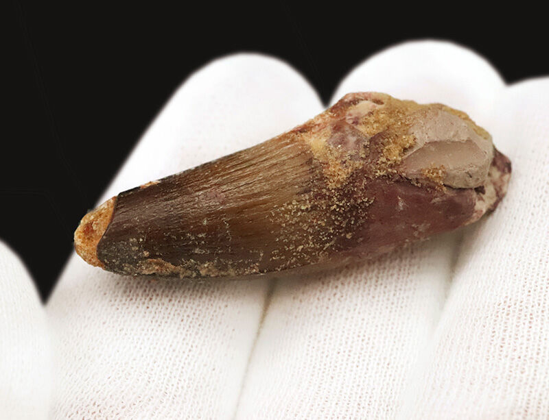 白亜紀・緑のサハラを統べた水の王者、スピノサウルス（Spinosaurus）の歯化石（その4）