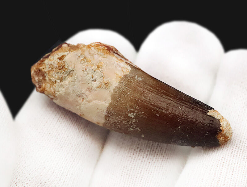 白亜紀・緑のサハラを統べた水の王者、スピノサウルス（Spinosaurus）の歯化石（その5）