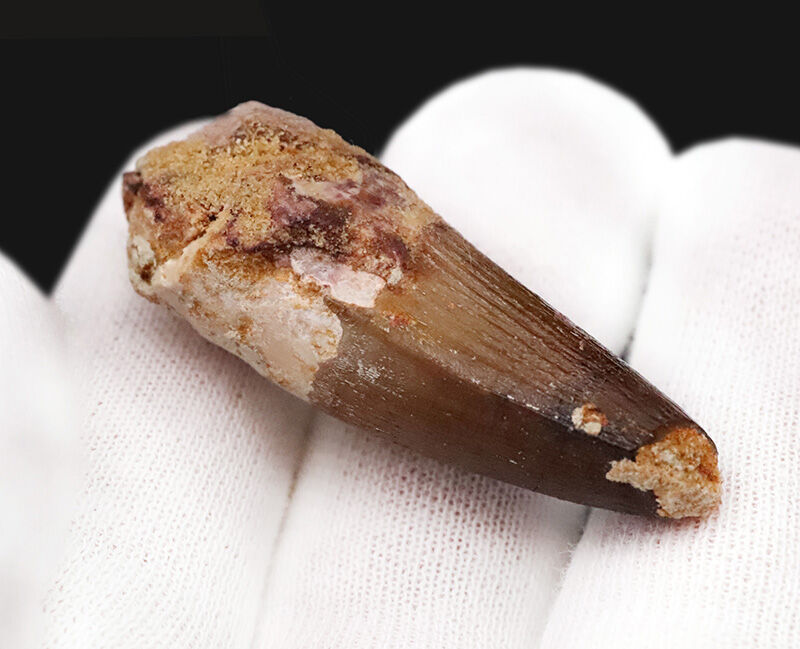 白亜紀・緑のサハラを統べた水の王者、スピノサウルス（Spinosaurus）の歯化石（その6）