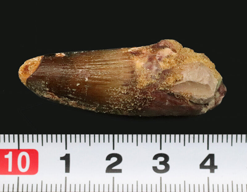 白亜紀・緑のサハラを統べた水の王者、スピノサウルス（Spinosaurus）の歯化石（その9）