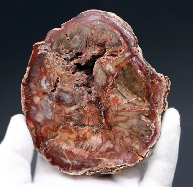 古代の針葉樹、アラウカリアの幹が化石化した珪化木(Petrified wood)。ちょうど恐竜が活躍を始めた三畳紀(約2億4800万年前)の樹木の化石(その1)