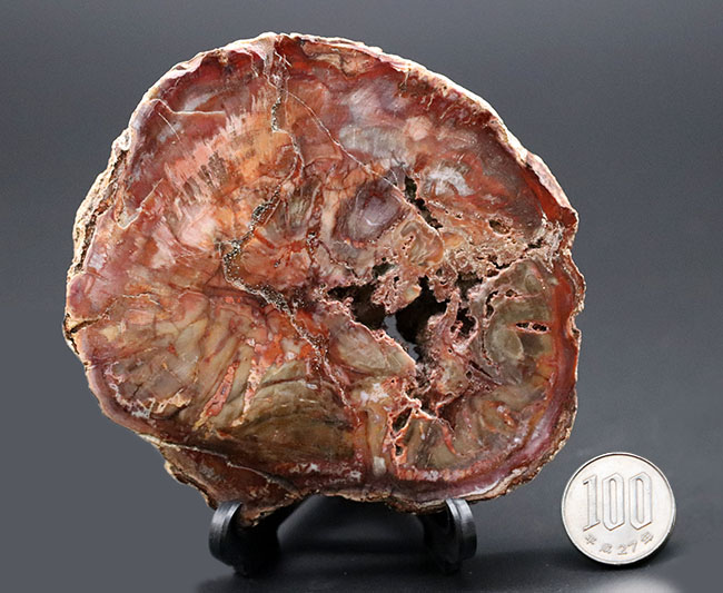 古代の針葉樹、アラウカリアの幹が化石化した珪化木(Petrified wood)。ちょうど恐竜が活躍を始めた三畳紀(約2億4800万年前)の樹木の化石(その10)