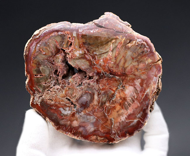 古代の針葉樹、アラウカリアの幹が化石化した珪化木(Petrified wood)。ちょうど恐竜が活躍を始めた三畳紀(約2億4800万年前)の樹木の化石(その2)
