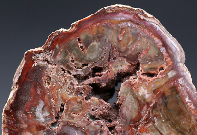 古代の針葉樹、アラウカリアの幹が化石化した珪化木(Petrified wood)。ちょうど恐竜が活躍を始めた三畳紀(約2億4800万年前)の樹木の化石(その3)