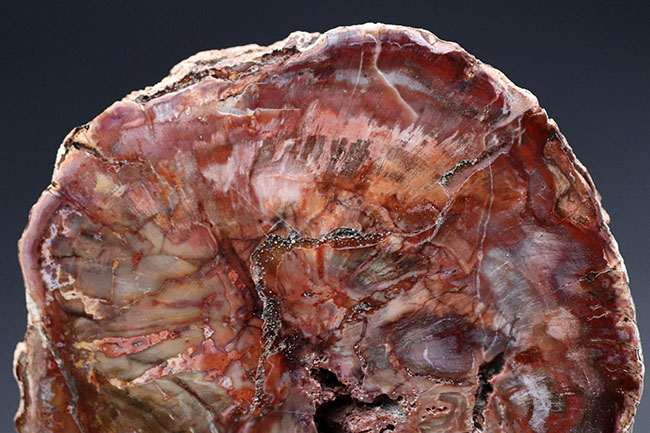 古代の針葉樹、アラウカリアの幹が化石化した珪化木(Petrified wood)。ちょうど恐竜が活躍を始めた三畳紀(約2億4800万年前)の樹木の化石(その4)