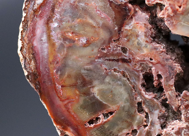 古代の針葉樹、アラウカリアの幹が化石化した珪化木(Petrified wood)。ちょうど恐竜が活躍を始めた三畳紀(約2億4800万年前)の樹木の化石(その5)