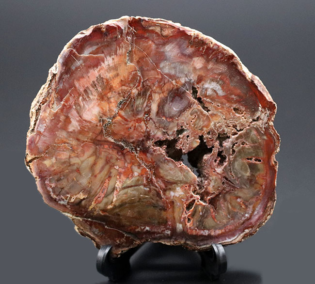 古代の針葉樹、アラウカリアの幹が化石化した珪化木(Petrified wood)。ちょうど恐竜が活躍を始めた三畳紀(約2億4800万年前)の樹木の化石(その6)
