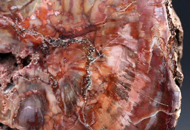 古代の針葉樹、アラウカリアの幹が化石化した珪化木（Petrified wood