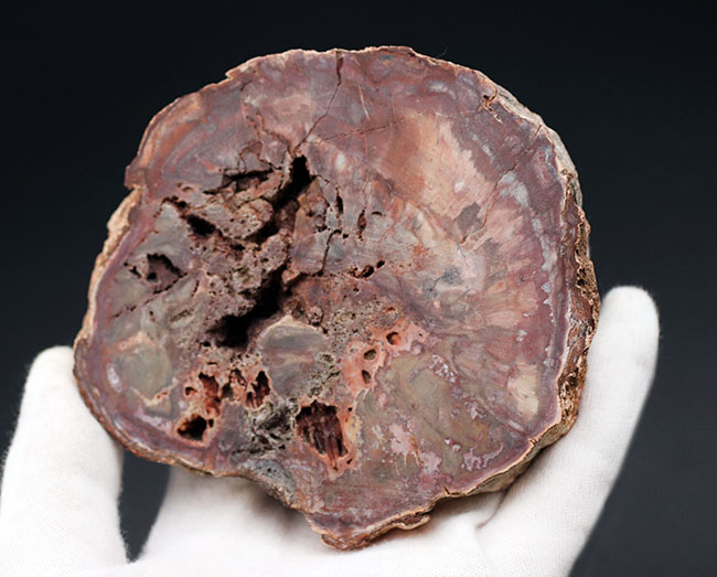 古代の針葉樹、アラウカリアの幹が化石化した珪化木（Petrified