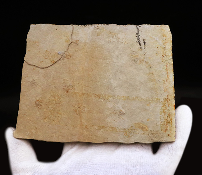 世界的な化石の名産地、ドイツ・ゾルンホーフェン産 、ウミユリの一種・サッココーマ（Saccocoma）の化石（その5）