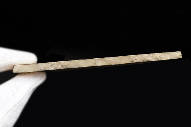 世界的な化石の名産地、ドイツ・ゾルンホーフェン産 、ウミユリの一種・サッココーマ（Saccocoma）の化石（その6）