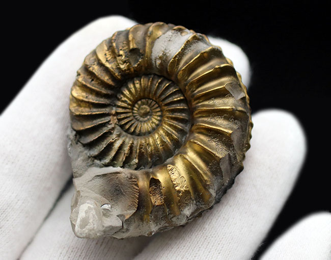 ドイツ産、ジュラ紀の黄鉄鉱化されたアンモナイト、プレユーロ