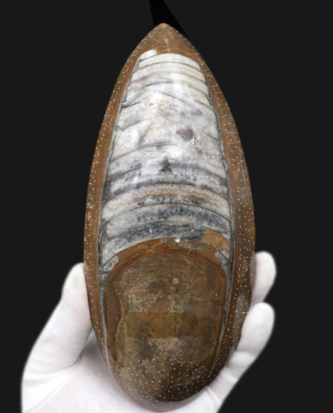 特大！インテリアとしてもおすすめ！美しく磨かれた、古生代デボン紀の珍しい頭足類、ゴンフォセラス（Gomphoceras）の化石（その1）