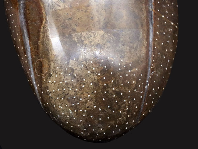 特大！インテリアとしてもおすすめ！美しく磨かれた、古生代デボン紀の