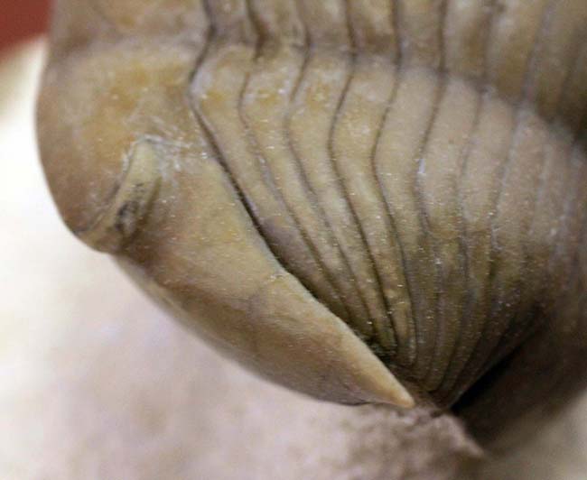 折り紙付きの保存状態、エンロール姿勢がかわいい、ロシア産三葉虫イレヌス シュミッティ(Illaenus schmidti)(その12)