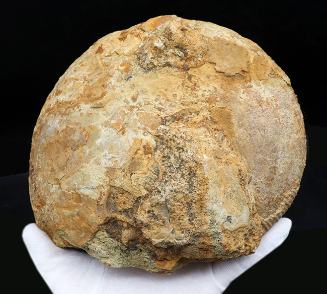 レア！！ 希少産地、ポーランド産、直径最大部２０センチ弱に達する、極めて大きなマクロセファリテス（Macrocephalites）の化石（その8）