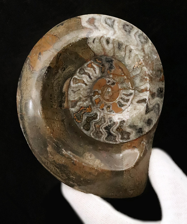 サービスプライス！【直径約119mm：大判サイズ】モロッコ産ゴニアタイト（Goniatite）（その1）