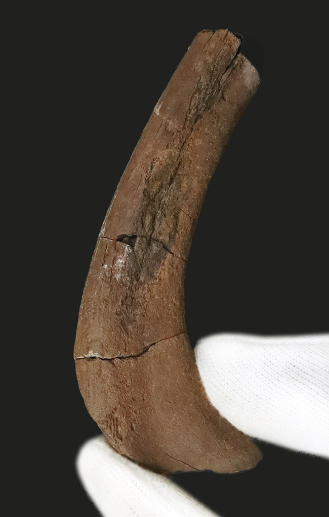 希少！白亜紀最末期の北米の“名脇役”テスケロサウルス（Thescelosaurus neglectus）の肋骨化石（その1）