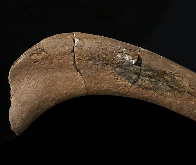 希少！白亜紀最末期の北米の“名脇役”テスケロサウルス（Thescelosaurus neglectus）の肋骨化石（その3）