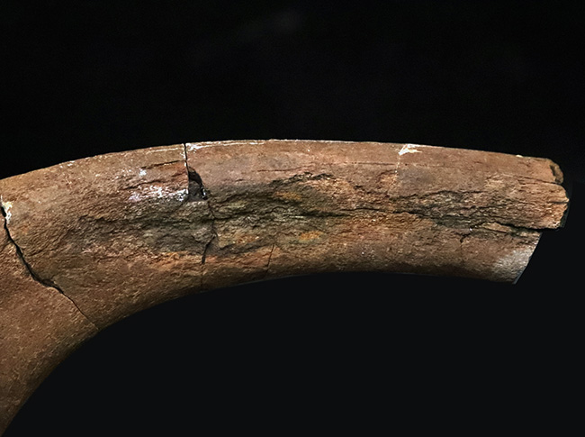 希少！白亜紀最末期の北米の“名脇役”テスケロサウルス（Thescelosaurus neglectus）の肋骨化石（その4）