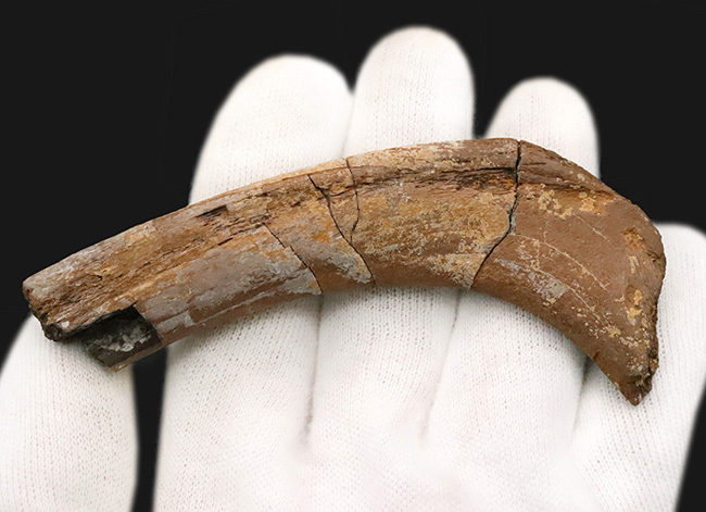 希少！白亜紀最末期の北米の“名脇役”テスケロサウルス（Thescelosaurus neglectus）の肋骨化石（その5）