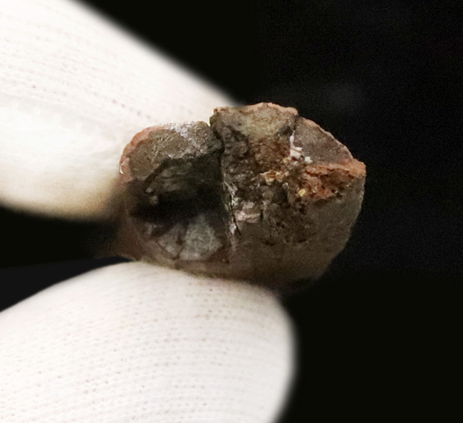 希少！白亜紀最末期の北米の“名脇役”テスケロサウルス（Thescelosaurus neglectus）の肋骨化石（その6）