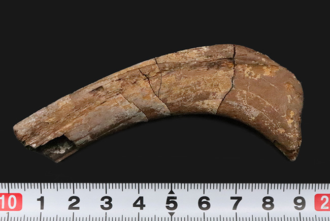 希少！白亜紀最末期の北米の“名脇役”テスケロサウルス（Thescelosaurus neglectus）の肋骨化石（その7）