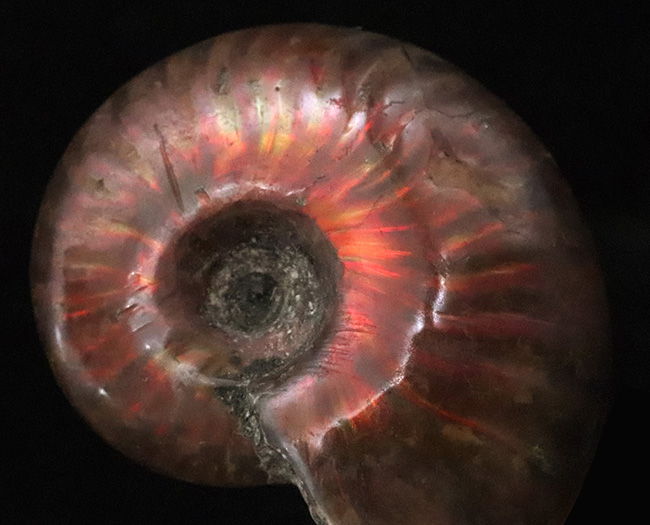 マダガスカルの白亜紀の地層から発見された美しい遊色アンモナイト、クレオニセラス（Cleoniceras）（その1）