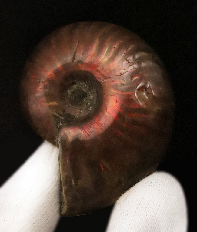 マダガスカルの白亜紀の地層から発見された美しい遊色アンモナイト、クレオニセラス（Cleoniceras）（その2）