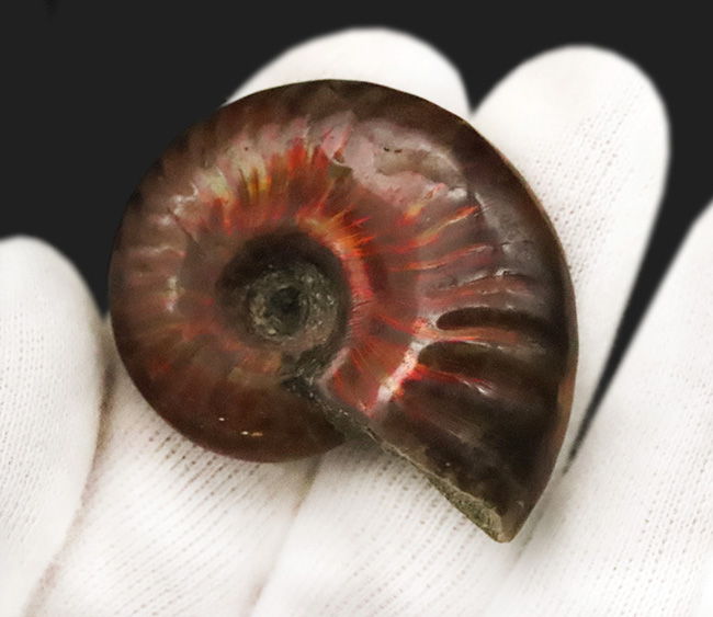 マダガスカルの白亜紀の地層から発見された美しい遊色アンモナイト