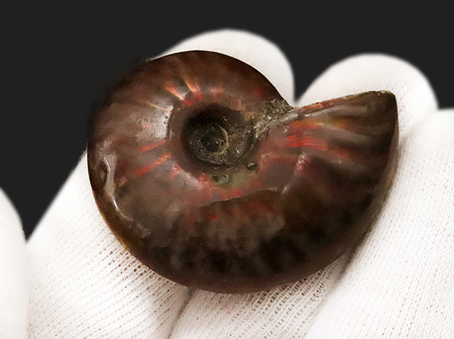 マダガスカルの白亜紀の地層から発見された美しい遊色アンモナイト