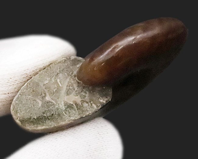 マダガスカルの白亜紀の地層から発見された美しい遊色アンモナイト