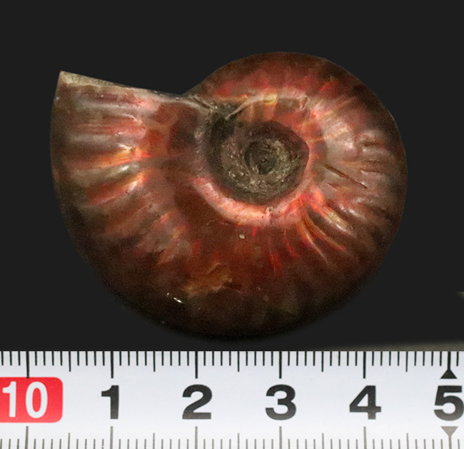 マダガスカルの白亜紀の地層から発見された美しい遊色アンモナイト、クレオニセラス（Cleoniceras）（その6）