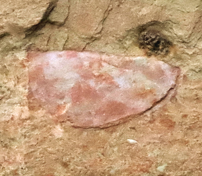 子育てをしていた!? カンブリア紀の不思議な生物、イソキシス(Isoxys curvirostratus)の高品質な化石(その1)