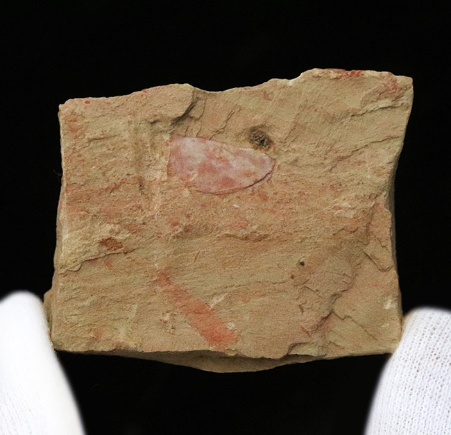子育てをしていた!? カンブリア紀の不思議な生物、イソキシス(Isoxys curvirostratus)の高品質な化石(その2)