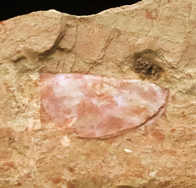 子育てをしていた!? カンブリア紀の不思議な生物、イソキシス(Isoxys curvirostratus)の高品質な化石(その3)