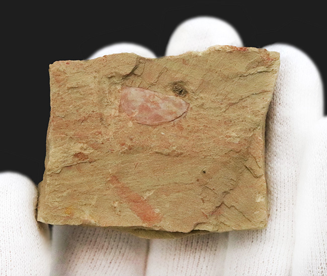 子育てをしていた!? カンブリア紀の不思議な生物、イソキシス(Isoxys curvirostratus)の高品質な化石(その4)