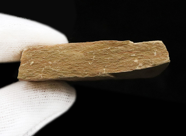 子育てをしていた!? カンブリア紀の不思議な生物、イソキシス(Isoxys curvirostratus)の高品質な化石(その6)