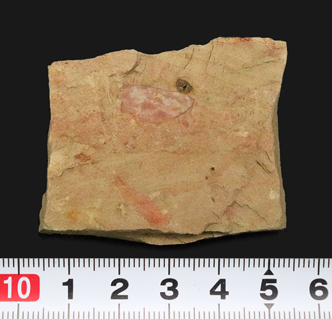 子育てをしていた!? カンブリア紀の不思議な生物、イソキシス(Isoxys curvirostratus)の高品質な化石(その7)