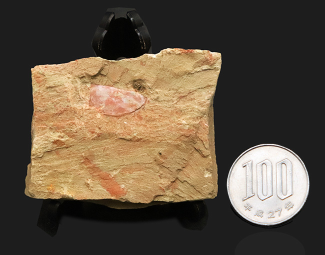 子育てをしていた！？ カンブリア紀の不思議な生物、イソキシス